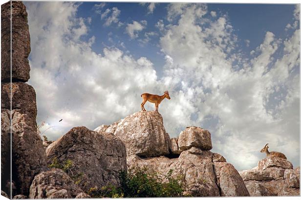 Wild mountain goats - Ibex in El Torcal,  Antequer Canvas Print by Mal Bray