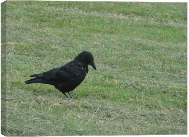 Black Bird Canvas Print by John Bridge