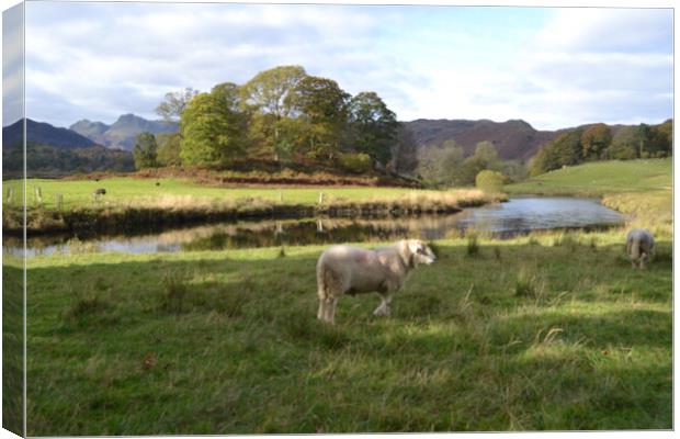A Lonely Sheep in the Lake District Canvas Print by John Bridge