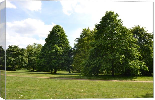 Trees in Knowle Park Canvas Print by John Bridge