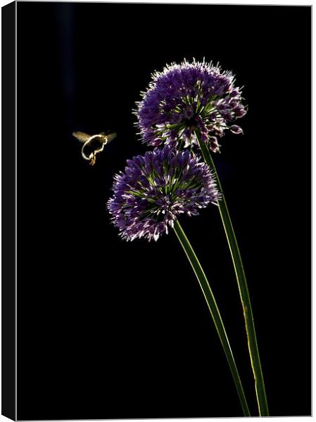 Bee in Flight Canvas Print by Vince Betts