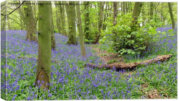 Woodland bluebells Canvas Print by Andrew Heaps