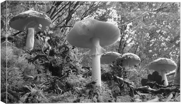 Woodland fungi underneath view. Canvas Print by Andrew Heaps
