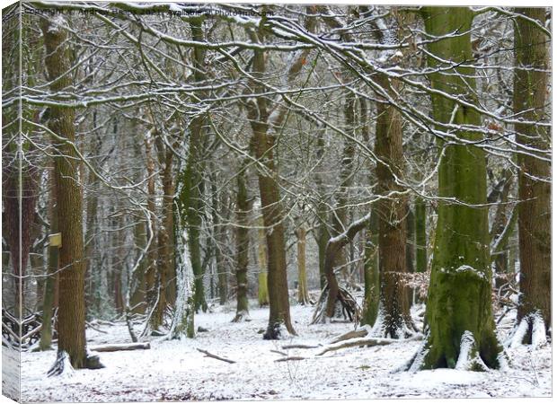 Winter woodland snowy scene. Canvas Print by Andrew Heaps