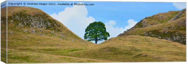  Sycamore gap  on Hadrians Wall Canvas Print by Andrew Heaps