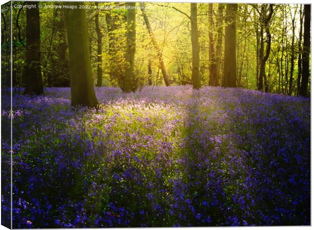 Bluebells in local wood sun setting rays  Canvas Print by Andrew Heaps