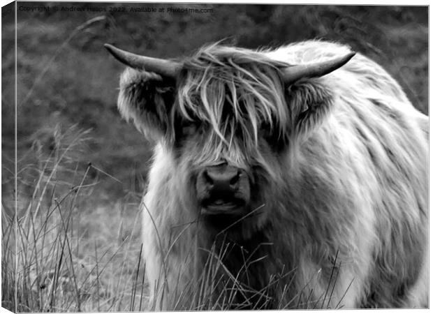 Highland cow in black and white Canvas Print by Andrew Heaps