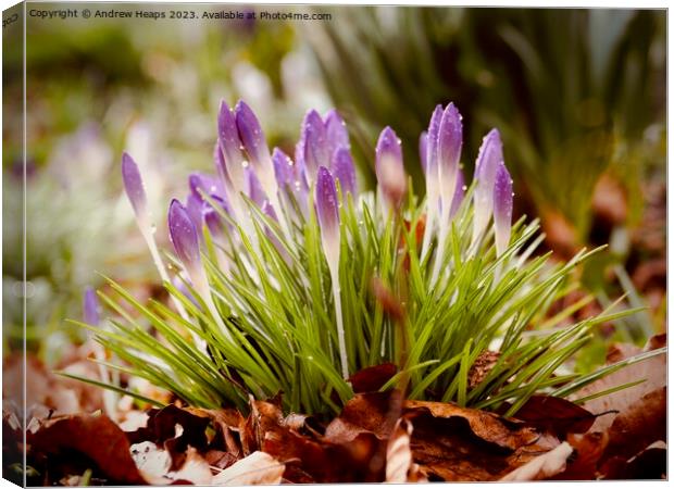 Purple Crocus Blooms in Spring Canvas Print by Andrew Heaps