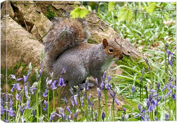 Cheeky Squirrel in Bluebell Wonderland Canvas Print by Andrew Heaps