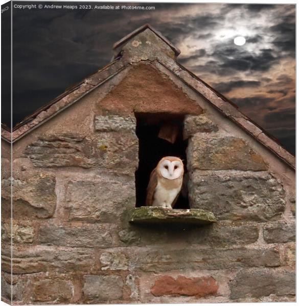 Solitary Barn Owl Illuminated by Moonlight Canvas Print by Andrew Heaps