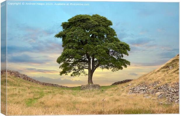 Sycamore gap  Canvas Print by Andrew Heaps