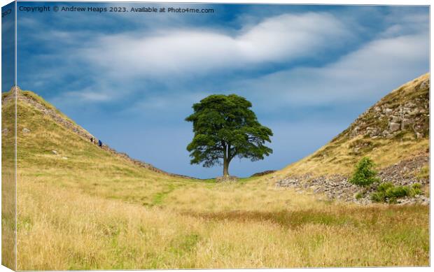 Sycamore gap Canvas Print by Andrew Heaps