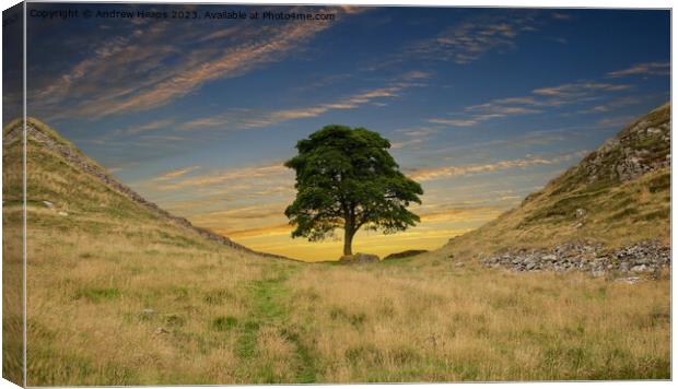  Sycamore gap  on Hadrians Wall and clouds Canvas Print by Andrew Heaps