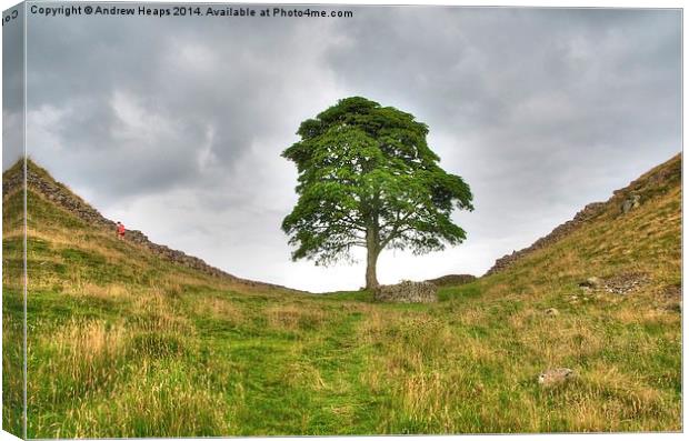 Majestic Sycamore Gap Canvas Print by Andrew Heaps