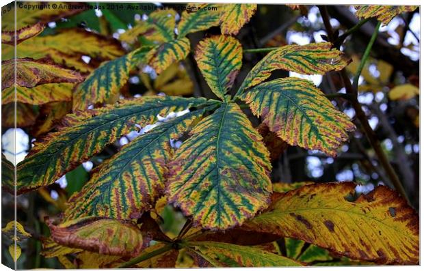 Vibrant Autumnal Sycamore Leaf Canvas Print by Andrew Heaps