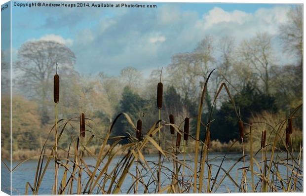  Water Reeds Canvas Print by Andrew Heaps