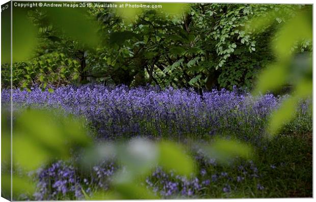 Blue Bells of spring. Canvas Print by Andrew Heaps