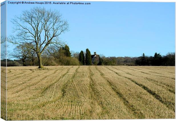 Straight lines in crop field. Canvas Print by Andrew Heaps