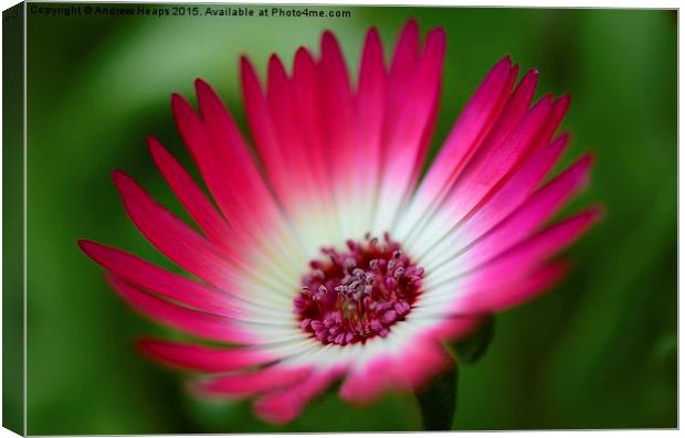  Pink Mesembryanthemum Canvas Print by Andrew Heaps