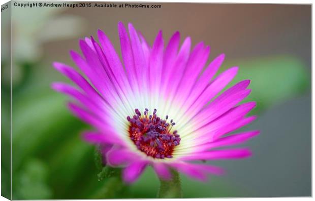 Purple  Mesembryanthemum Canvas Print by Andrew Heaps