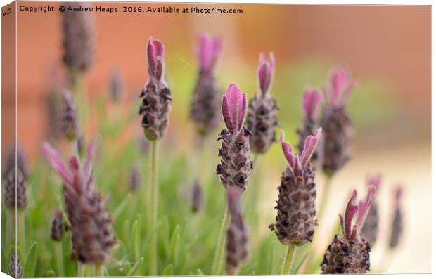 Lavender flowers Canvas Print by Andrew Heaps