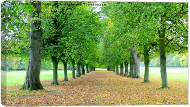 Autumn avenue of tress in Marbury Park. Canvas Print by Andrew Heaps