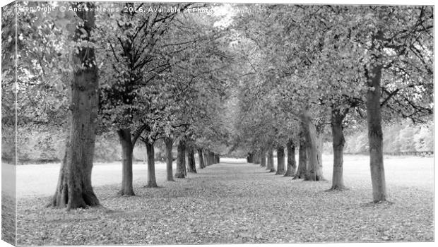 Avenue of trees in black and white Canvas Print by Andrew Heaps