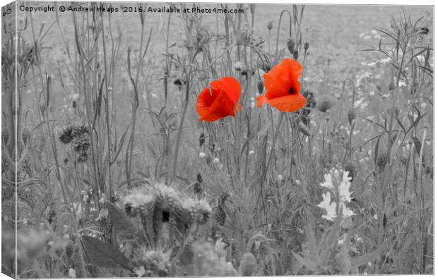 Poppy Flowers Canvas Print by Andrew Heaps