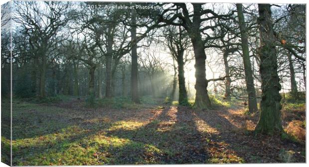 Woodland shadows Enchanted Autumn Woods Canvas Print by Andrew Heaps