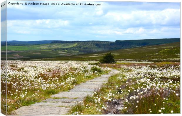 Wild cotton on Northumberland hilltop Canvas Print by Andrew Heaps