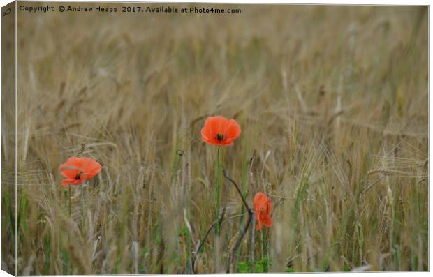 Poppy flower in barley field Canvas Print by Andrew Heaps