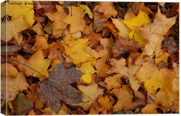 Autumn leaves Canvas Print by Andrew Heaps
