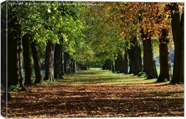Colourful avenue of trees in autumn                Canvas Print by Andrew Heaps
