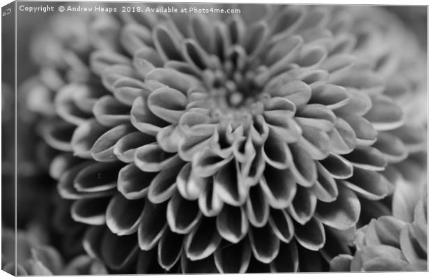 Dahlia flower Monochromatic Beauty.  Canvas Print by Andrew Heaps