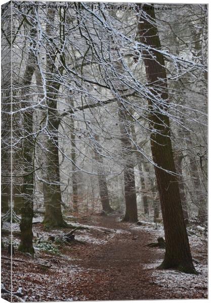 Winter woodland Canvas Print by Andrew Heaps