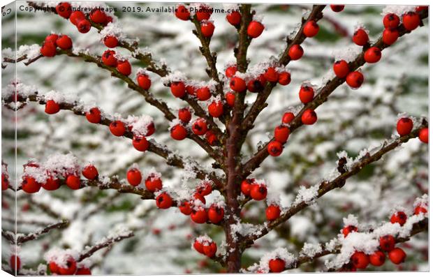 Red berry tree covered in snow. Canvas Print by Andrew Heaps