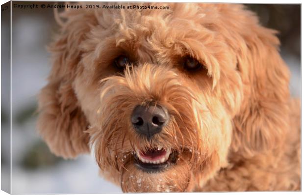 Golden Doodle Canvas Print by Andrew Heaps