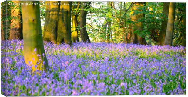 Bluebells at sunset Canvas Print by Andrew Heaps