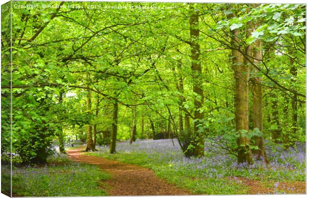 Enchanting Bluebell Wood Canvas Print by Andrew Heaps