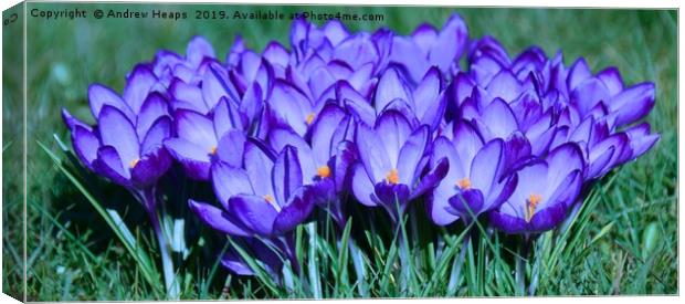 Bunch of crocus flowers Canvas Print by Andrew Heaps