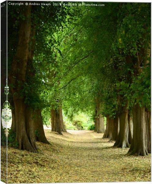 Woodland avenue Canvas Print by Andrew Heaps