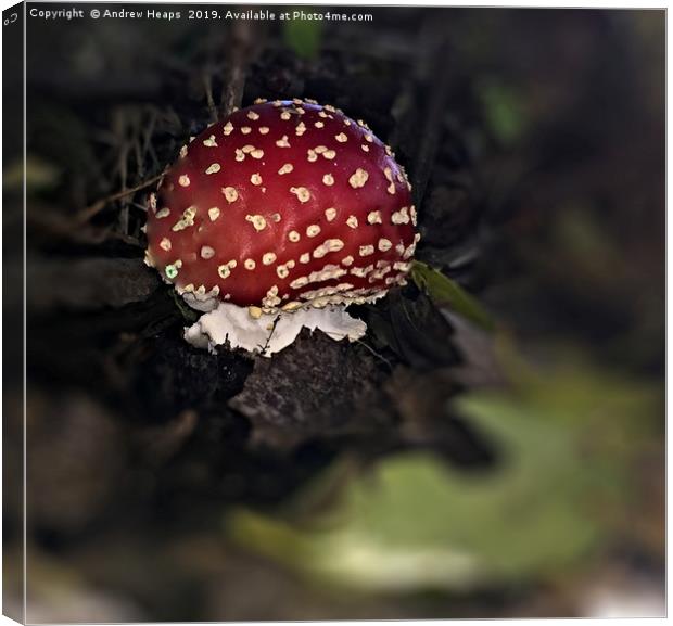 Red ball shaped fungi Canvas Print by Andrew Heaps