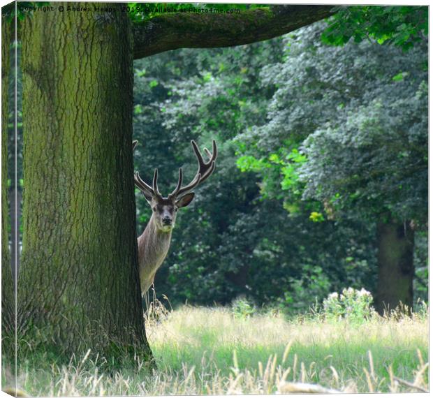 Curious red stag deer Canvas Print by Andrew Heaps