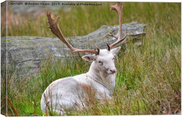 Albino young stag deer Canvas Print by Andrew Heaps