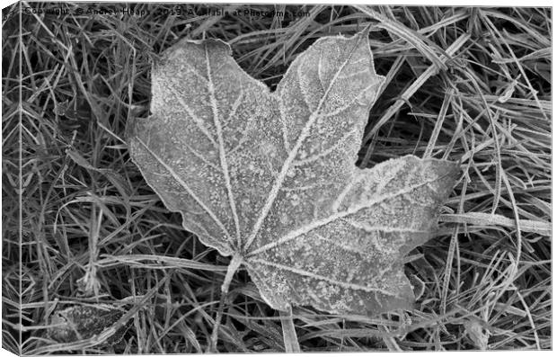 Frozen sycamore leaf Natures ice sculpture Canvas Print by Andrew Heaps