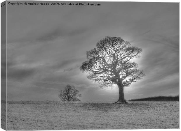 Winter scene of lonely tree. Canvas Print by Andrew Heaps