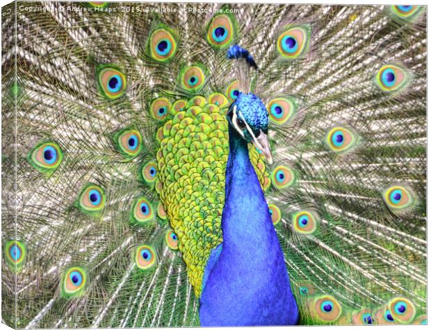 Male peacock or peafowl. Canvas Print by Andrew Heaps