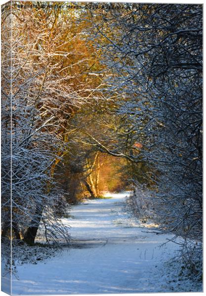 Walking down local disused railway line track  Canvas Print by Andrew Heaps