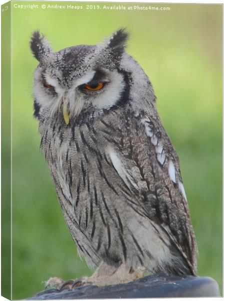 Majestic Great Horned Owl Canvas Print by Andrew Heaps