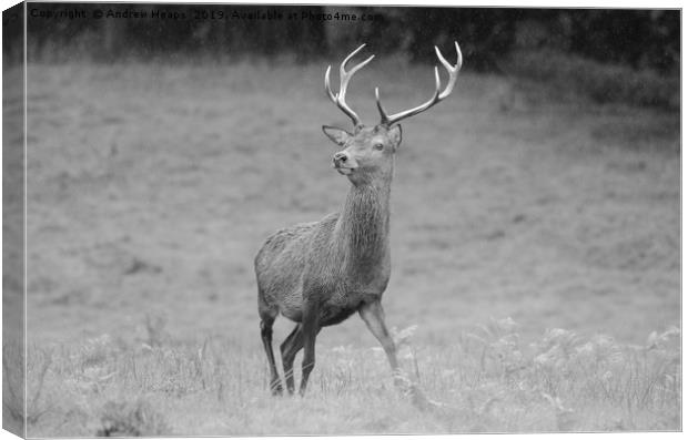Majestic Red Stag Deer Canvas Print by Andrew Heaps